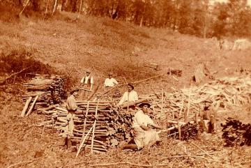 Ťažba dreva v Sivom kameni v roku 1922 Ťažba dreva v Sivom kameni v roku 1922
